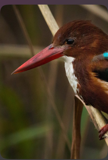 A kingfisher perched among green wetland reeds.