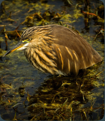 A brown, streaked wading bird standing among wetland vegetation.